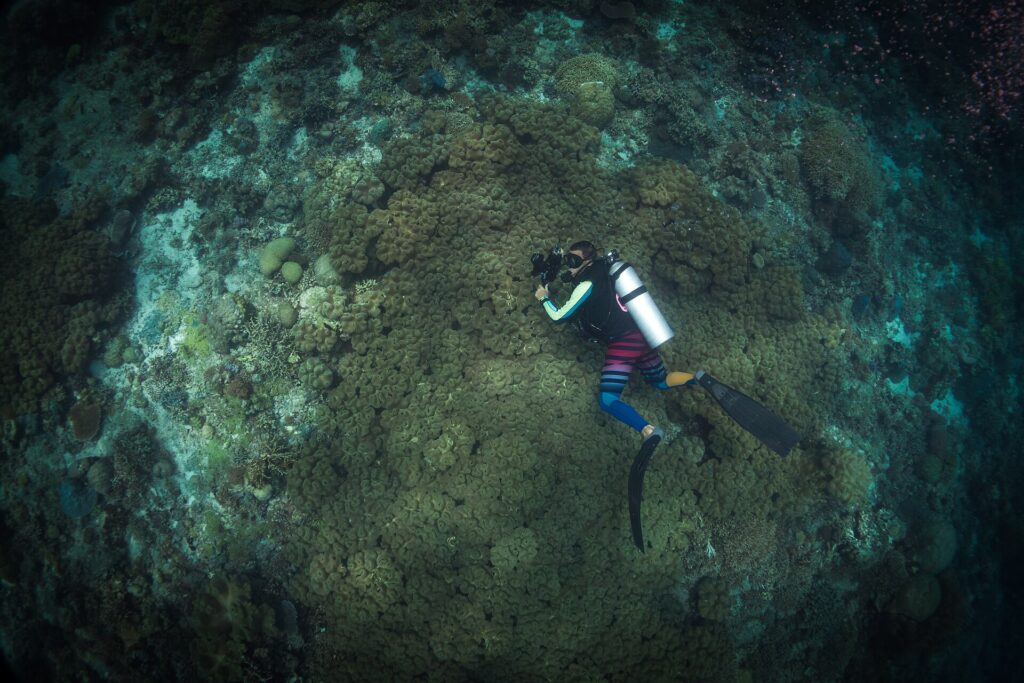 Seen from above, a diver in a striped wetsuit holding a camera above a vast field of olive-green soft corals, surrounded by reef and sand.