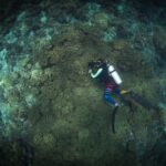 Seen from above, a diver in a striped wetsuit holding a camera above a vast field of olive-green soft corals, surrounded by reef and sand.