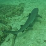 A whitetip reef shark seen from above gliding diagonally just above the sand, the white tips of its dorsal fin and tail clearly visible, along algae-covered boulders in green water.