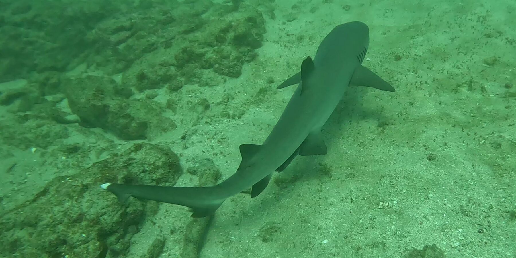 A whitetip reef shark seen from above gliding diagonally just above the sand, the white tips of its dorsal fin and tail clearly visible, along algae-covered boulders in green water.