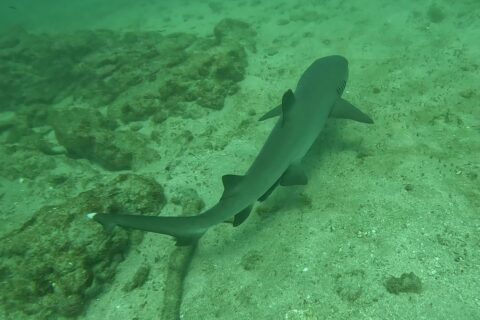 A whitetip reef shark seen from above gliding diagonally just above the sand, the white tips of its dorsal fin and tail clearly visible, along algae-covered boulders in green water.