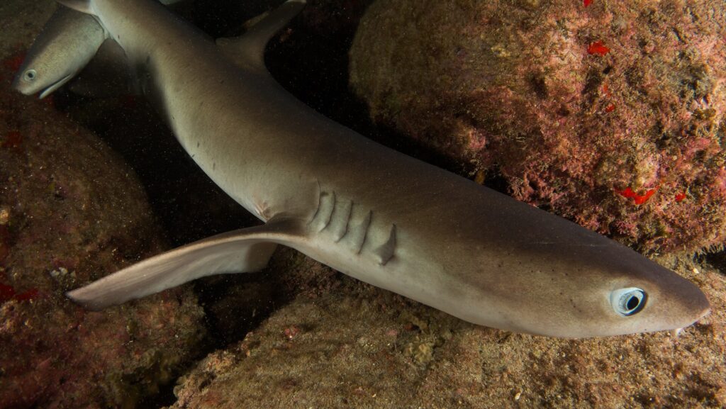 Close-up of a whitetip reef shark resting between rocks covered in pink and red encrustations, its pale eye and gill slits in the foreground, the head of a second shark at top left.