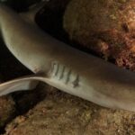Close-up of a whitetip reef shark resting between rocks covered in pink and red encrustations, its pale eye and gill slits in the foreground, the head of a second shark at top left.