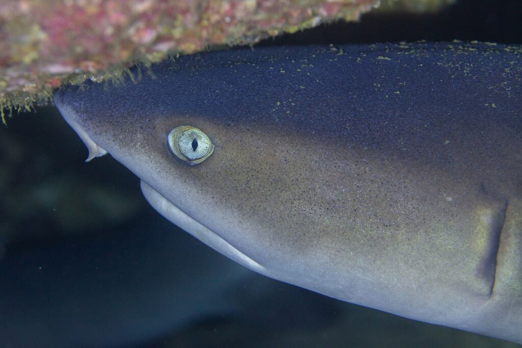 Extreme close-up of the head of a whitetip reef shark turned to the left under a rocky overhang covered in pink and green encrustations, its pale eye with a vertical pupil at the center of the frame.