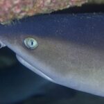 Extreme close-up of the head of a whitetip reef shark turned to the left under a rocky overhang covered in pink and green encrustations, its pale eye with a vertical pupil at the center of the frame.