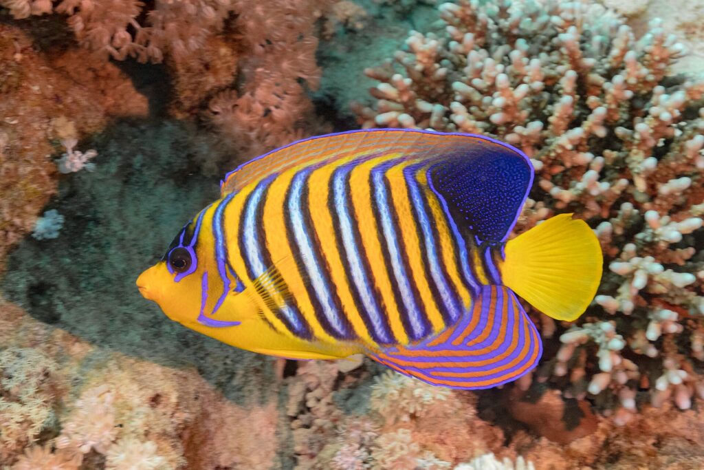 A regal angelfish with blue, white and orange stripes in front of pink soft corals