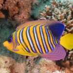 A regal angelfish with blue, white and orange stripes in front of pink soft corals