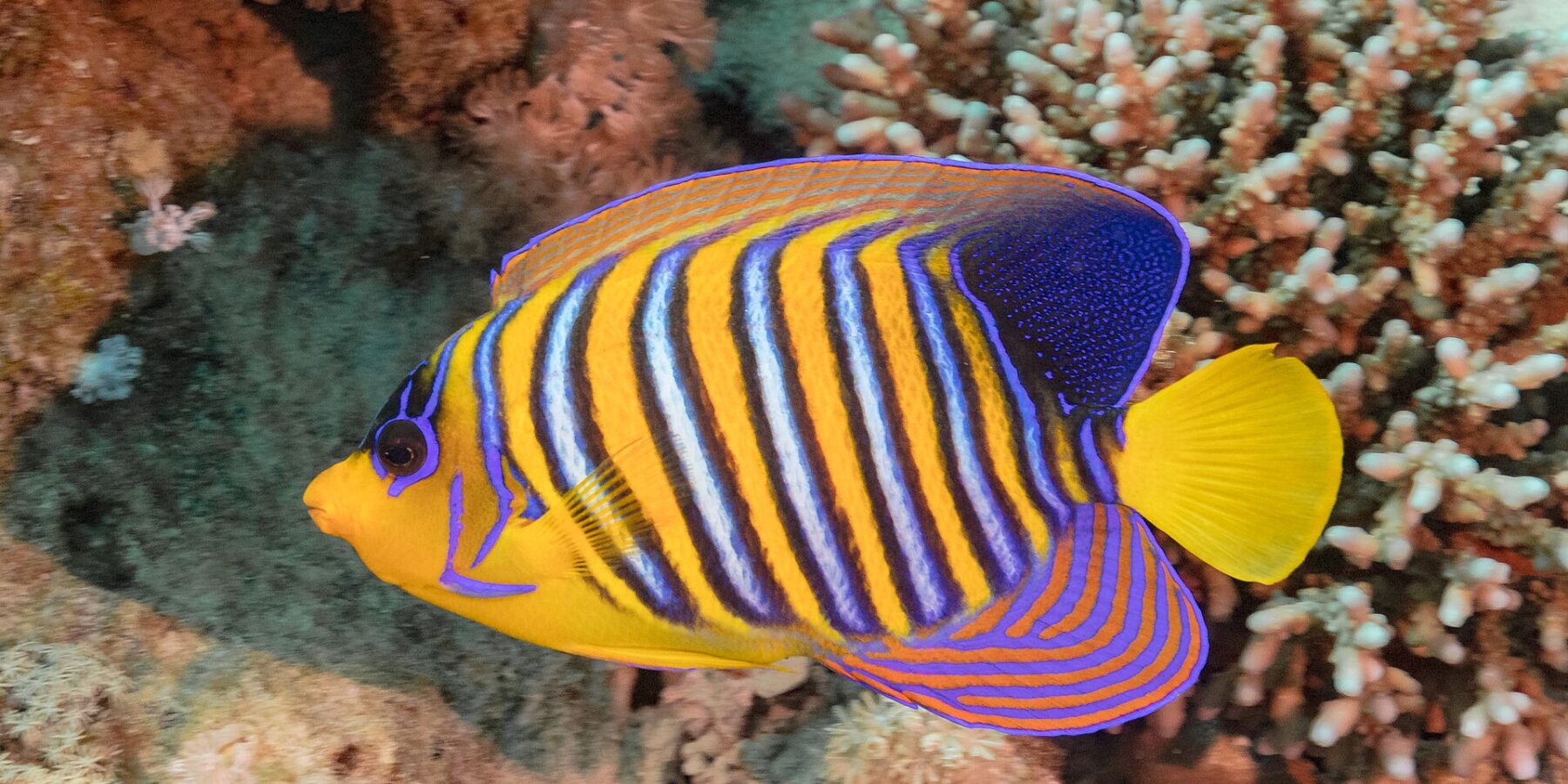 A regal angelfish with blue, white and orange stripes in front of pink soft corals
