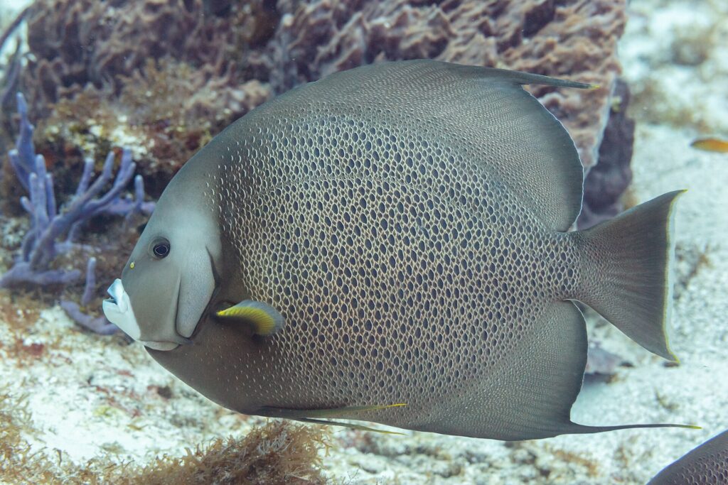 A gray angelfish in profile, its scales edged in pale like a net, yellow pectoral fin, in front of a purple sponge, in Cozumel