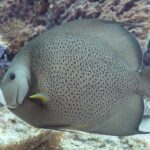 A gray angelfish in profile, its scales edged in pale like a net, yellow pectoral fin, in front of a purple sponge, in Cozumel