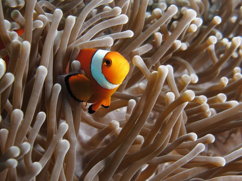 An orange clownfish with black-edged white bands, three-quarters facing the camera, nestled among the beige tentacles of an anemone, a second clownfish half hidden on the left.