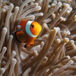 An orange clownfish with black-edged white bands, three-quarters facing the camera, nestled among the beige tentacles of an anemone, a second clownfish half hidden on the left.