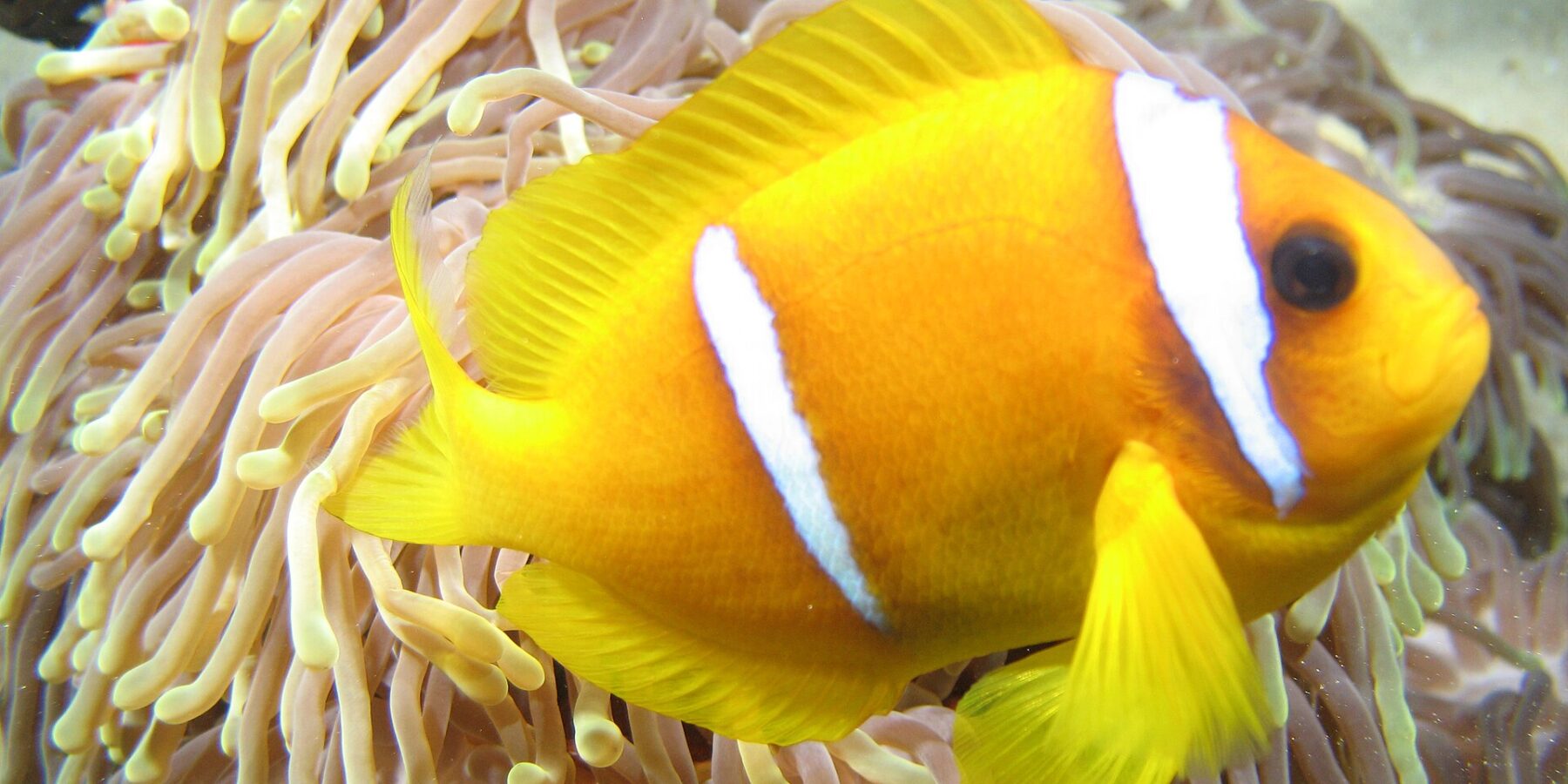 An orange-yellow Red Sea clownfish in profile, head to the right, in front of the long pinkish, yellow-tipped tentacles of its anemone: two white bands, one just behind the eye, the other mid-body