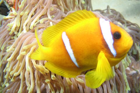 An orange-yellow Red Sea clownfish in profile, head to the right, in front of the long pinkish, yellow-tipped tentacles of its anemone: two white bands, one just behind the eye, the other mid-body