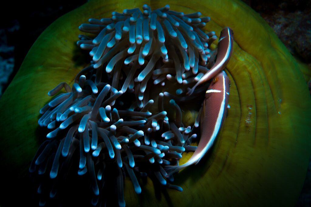 Two pink skunk clownfish seen from above at the edge of a large anemone with bluish tentacles and a green disk, next to a small transparent shrimp