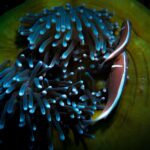 Two pink skunk clownfish seen from above at the edge of a large anemone with bluish tentacles and a green disk, next to a small transparent shrimp