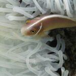 A pink skunk clownfish, head to the left, slipping between the white tentacles of an anemone: a pinkish-orange body, a thin white stripe running from the snout along the back and a thin white bar just behind the head