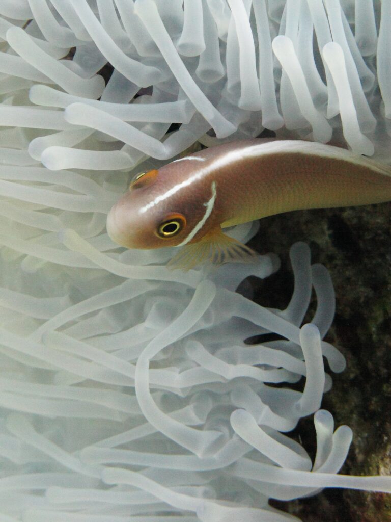 A pink skunk clownfish, head to the left, slipping between the white tentacles of an anemone: a pinkish-orange body, a thin white stripe running from the snout along the back and a thin white bar just behind the head
