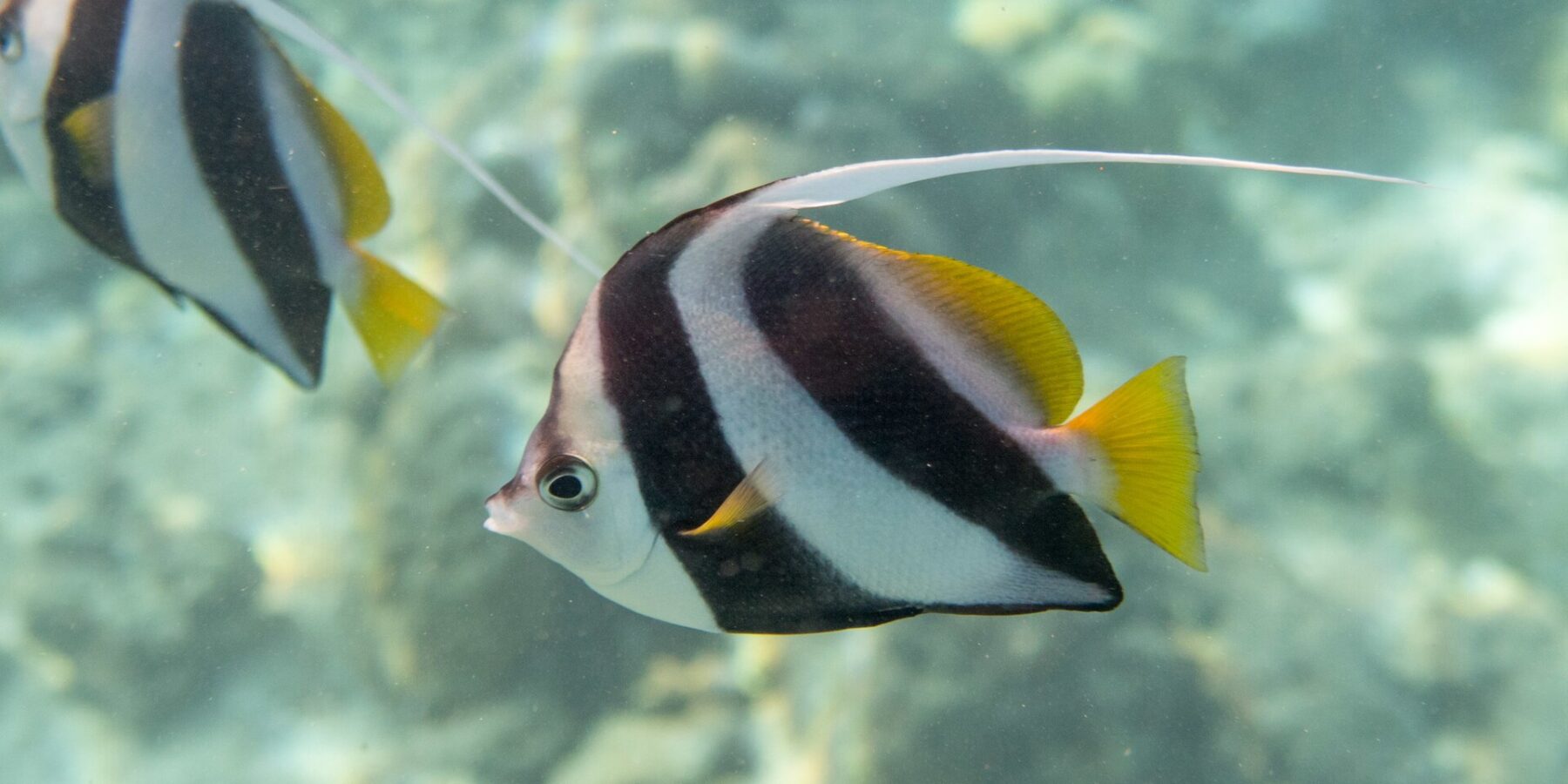 A schooling bannerfish in profile in front of the reef, its white body crossed by two broad slanting black bands, yellow dorsal and tail fins and a long white filament, a second fish behind it