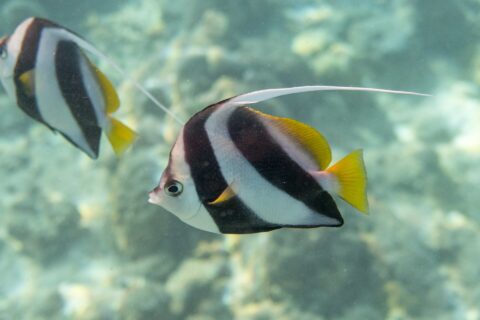 A schooling bannerfish in profile in front of the reef, its white body crossed by two broad slanting black bands, yellow dorsal and tail fins and a long white filament, a second fish behind it