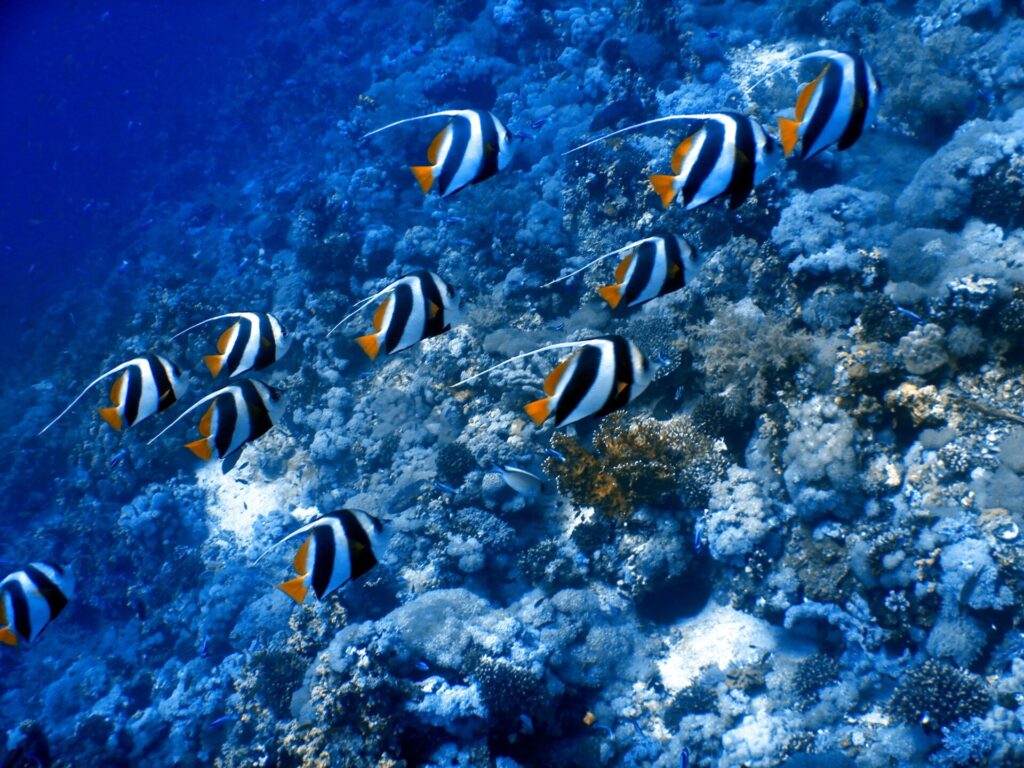 About ten schooling bannerfish swimming in the same direction along a coral slope, white filaments trailing behind