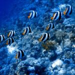 About ten schooling bannerfish swimming in the same direction along a coral slope, white filaments trailing behind