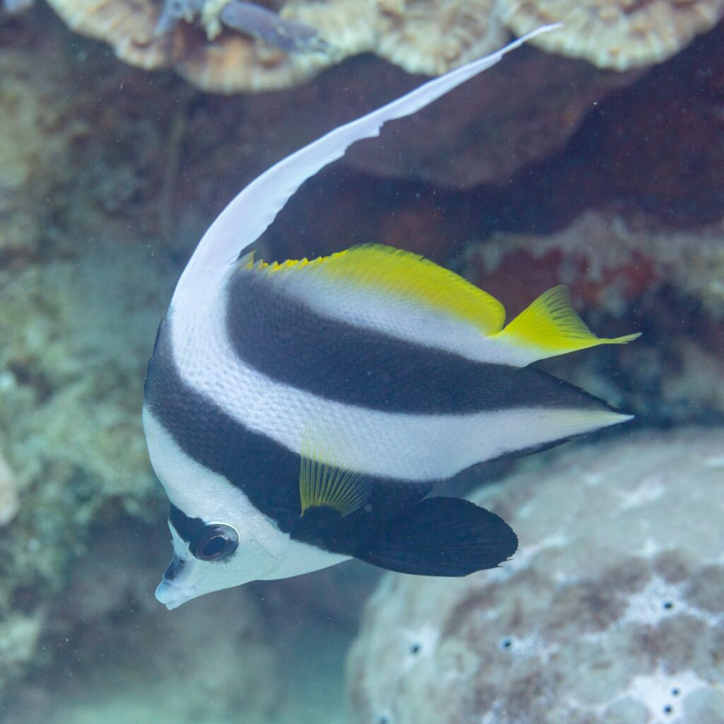 A longfin bannerfish head-down in front of a coral overhang, the white filament arching over its back and a large, rounded black pelvic fin under its belly
