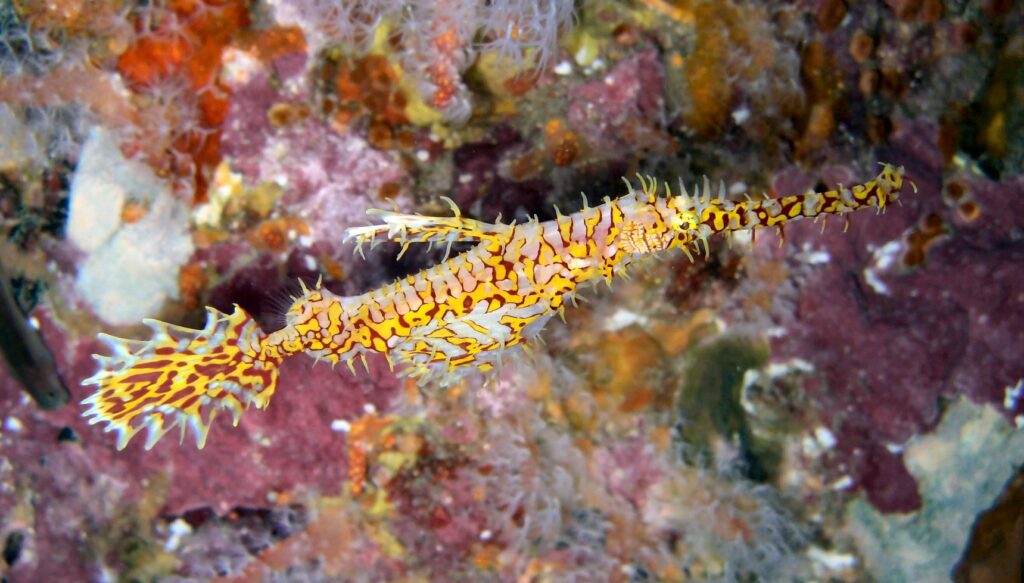 A yellow and red ornate ghost pipefish, head down, in front of a pink-encrusted rock at Richelieu Rock