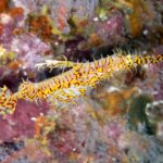 A yellow and red ornate ghost pipefish, head down, in front of a pink-encrusted rock at Richelieu Rock