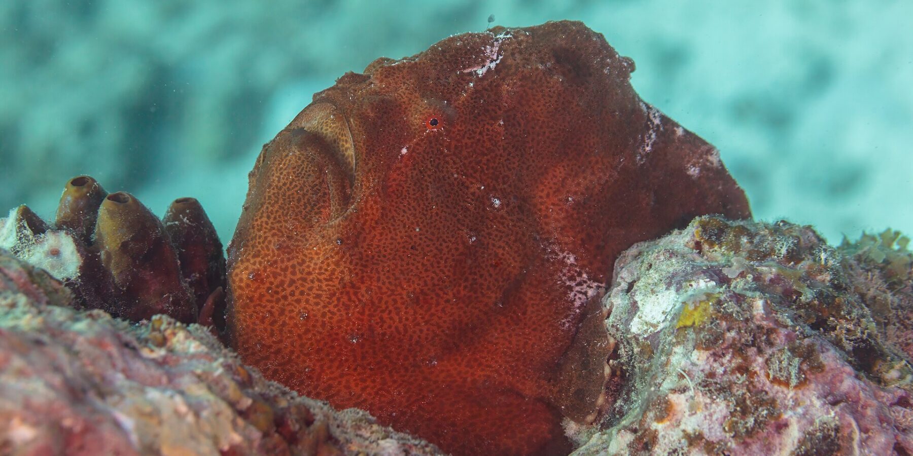 A rust-red giant frogfish sitting on the reef next to sea squirts, a round lump with grainy skin, its big mouth turned upward and a tiny red eye