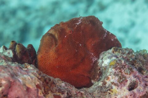 A rust-red giant frogfish sitting on the reef next to sea squirts, a round lump with grainy skin, its big mouth turned upward and a tiny red eye