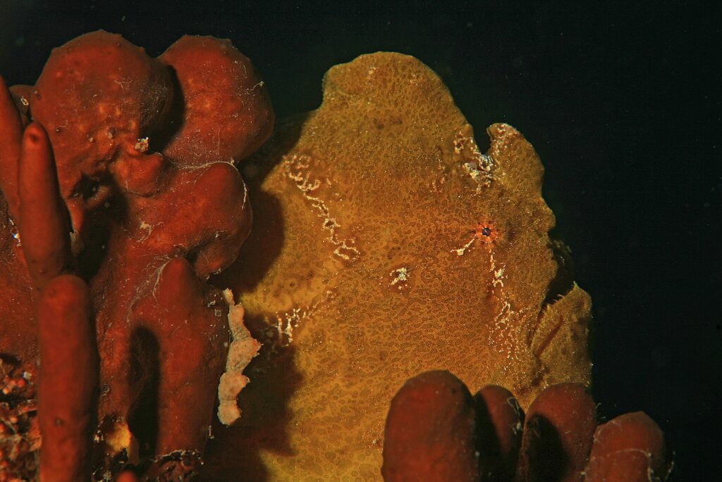 An ocher-yellow giant frogfish pressed against red sponges on a black background, its skin as grainy as theirs and a small red-ringed eye