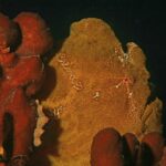 An ocher-yellow giant frogfish pressed against red sponges on a black background, its skin as grainy as theirs and a small red-ringed eye