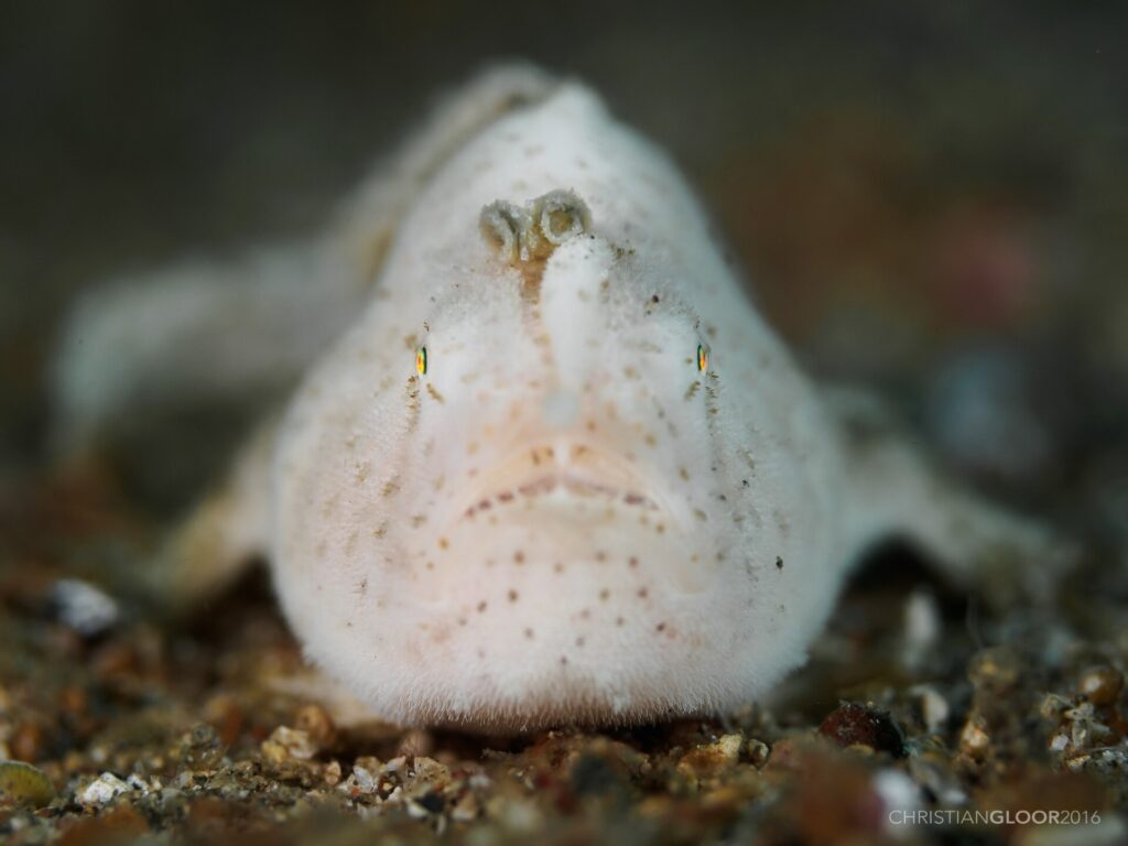 A white frogfish, finely hairy and speckled with brown dots, seen head-on on the sand, its small worm-shaped lure raised above the snout