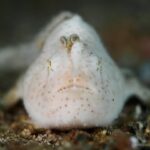 A white frogfish, finely hairy and speckled with brown dots, seen head-on on the sand, its small worm-shaped lure raised above the snout