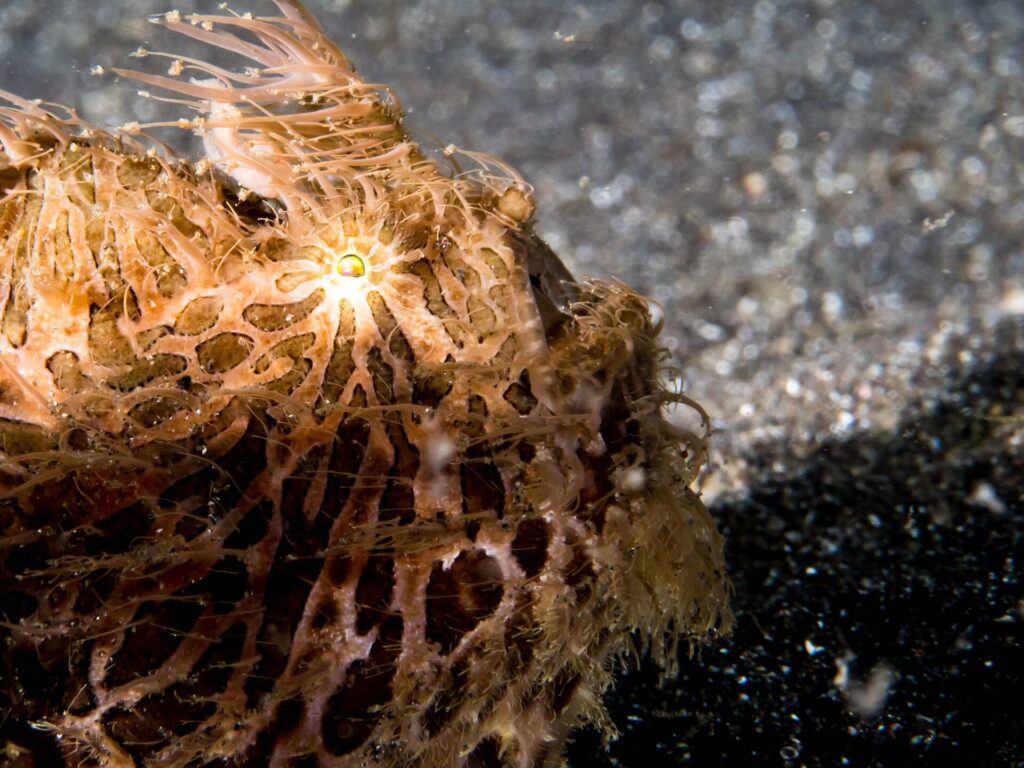 Close-up of an orange-brown hairy frogfish covered in long filaments, pale stripes radiating from the eye, sitting on black sand