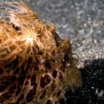 Close-up of an orange-brown hairy frogfish covered in long filaments, pale stripes radiating from the eye, sitting on black sand