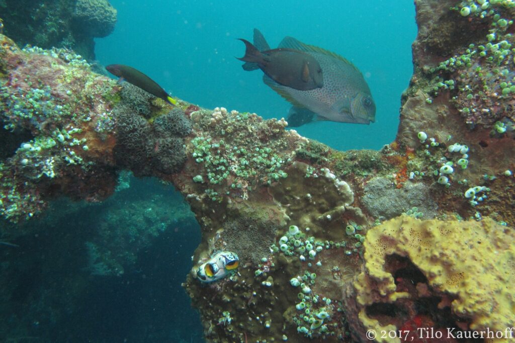 A brown rabbitfish with golden spots passing over a Liberty beam covered in corals, sea squirts and a yellow sponge, a nudibranch in the foreground