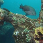 A brown rabbitfish with golden spots passing over a Liberty beam covered in corals, sea squirts and a yellow sponge, a nudibranch in the foreground