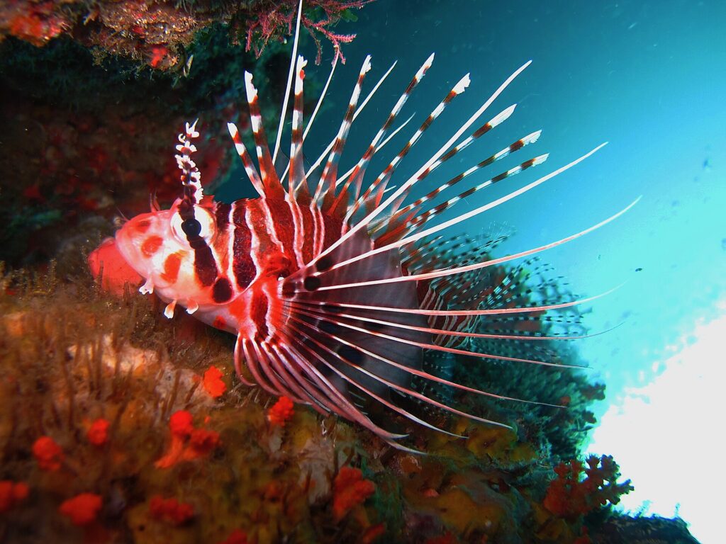 A red and white striped lionfish, its pectoral fins spread in long white rays, resting against a wall covered in orange sponges, under an overhang.