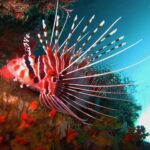 A red and white striped lionfish, its pectoral fins spread in long white rays, resting against a wall covered in orange sponges, under an overhang.
