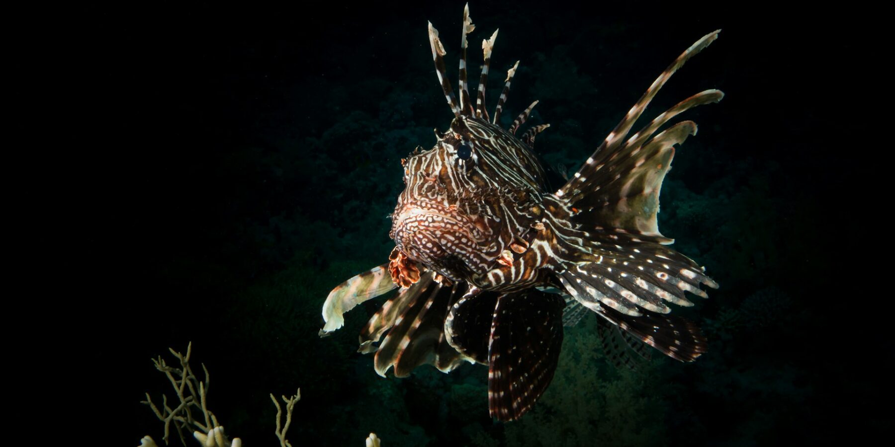 A lionfish facing the camera, striped fins spread, above a coral against a dark background