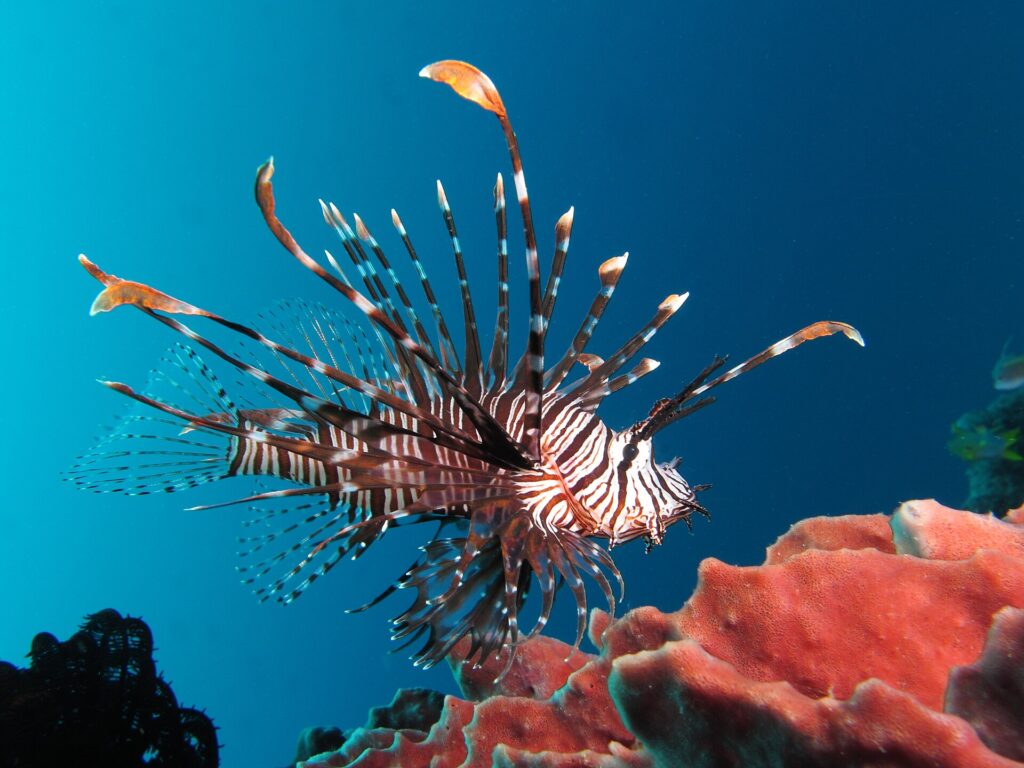 A lionfish striped red-brown and white, all fins spread, in profile facing right, hovering above a pink sponge in deep blue water.