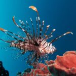 A lionfish striped red-brown and white, all fins spread, in profile facing right, hovering above a pink sponge in deep blue water.