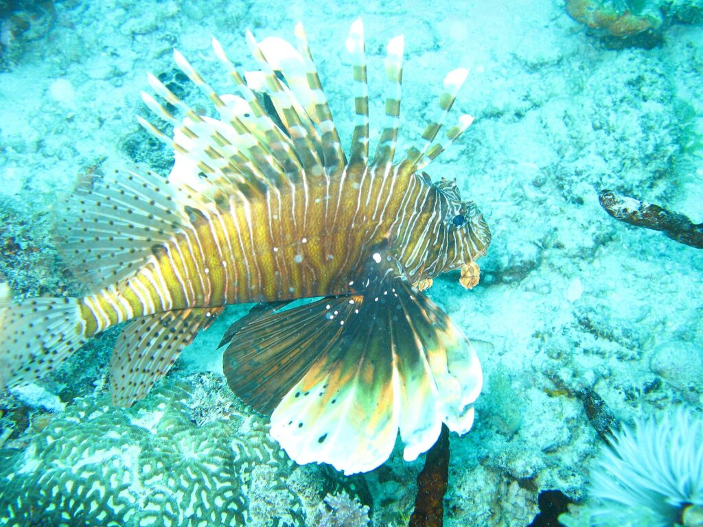A lionfish with spread fins, striped brown and white, above a bottom of coral and turquoise sand
