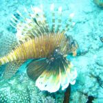 A lionfish with spread fins, striped brown and white, above a bottom of coral and turquoise sand