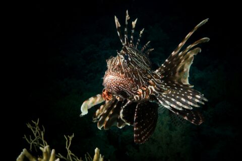 A lionfish facing the camera, striped fins spread, above a coral against a dark background
