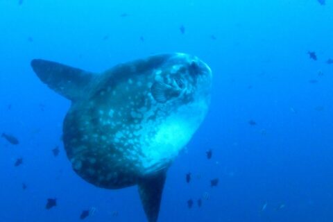 A gray sunfish speckled with pale spots, seen at three-quarter view in open blue water, its long dorsal and anal fins stretched out, surrounded by small reef fish.