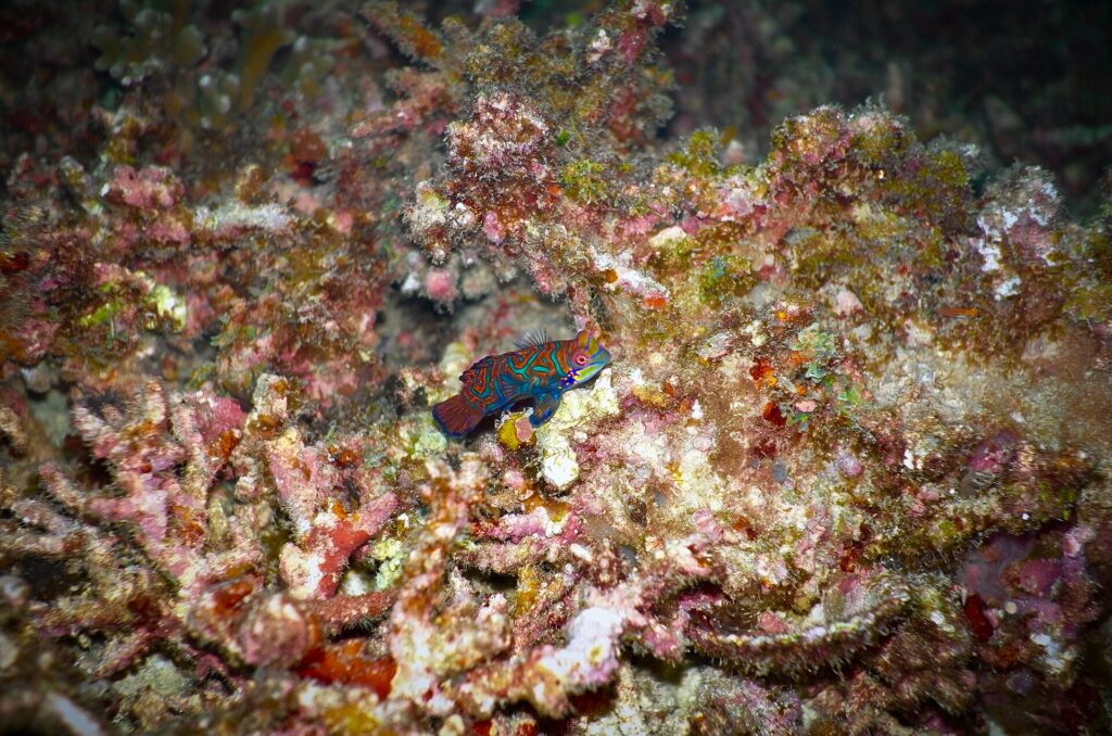 A small blue, orange and green mandarinfish on a pink and brown branching coral, photographed at night in Malapascua