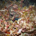 A small blue, orange and green mandarinfish on a pink and brown branching coral, photographed at night in Malapascua